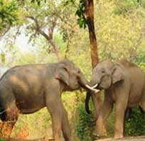 corbett bijrani safari