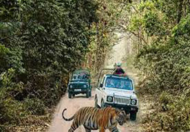 corbett bird watching