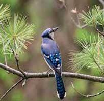 corbett birds tour