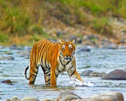 corbett fauna