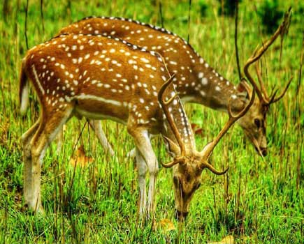 fauna in corbett