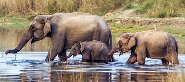 holiday tour corbett