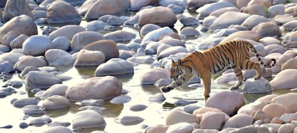 holiday tour corbett