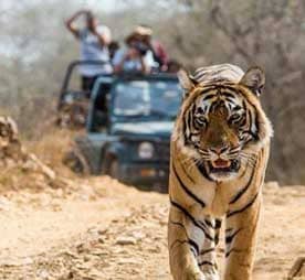 corbett holiday tour