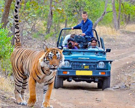 jeep safari in corbett
