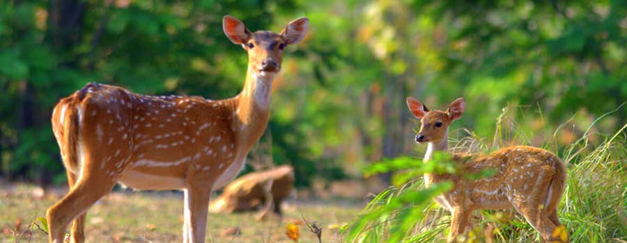 corbett tour