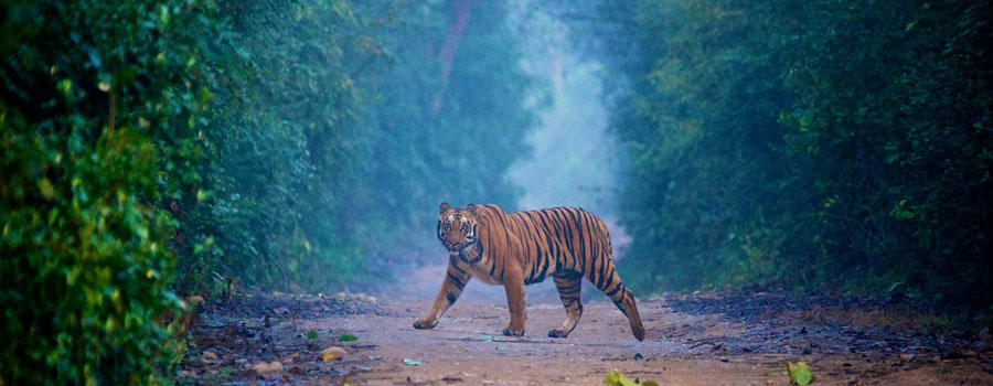 corbett tourism