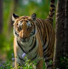 corbett tiger