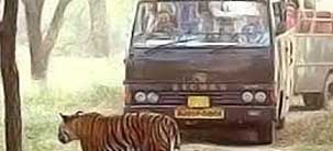 corbet dhikaa safari