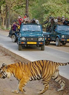 corbett dhikala safari