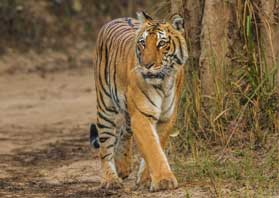 corbett dhikala zone