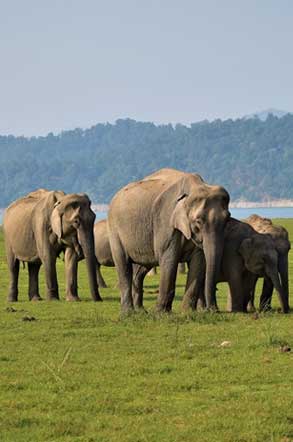 elephantcoprbett
