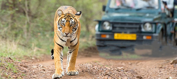 fon tour corbett