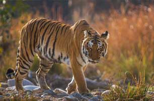 corbett fun tour