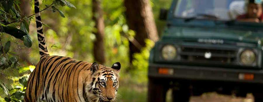 dhikala jeep safari corbett 