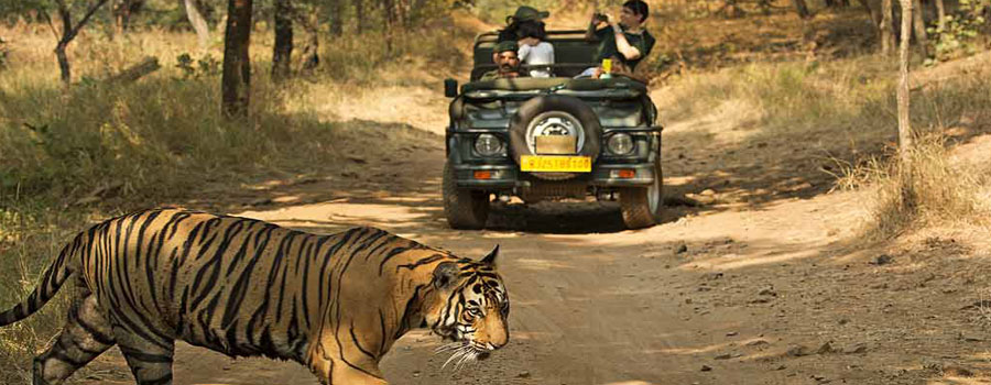 corbett safari zone 
