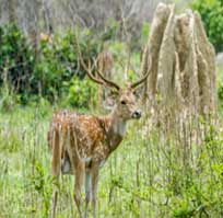 corbett jhirna safari