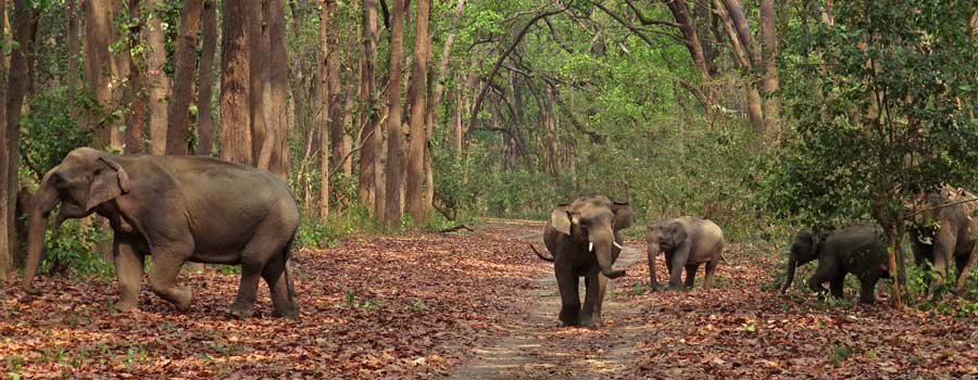 corbett wildlife