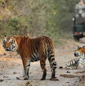 corbett holiday tour