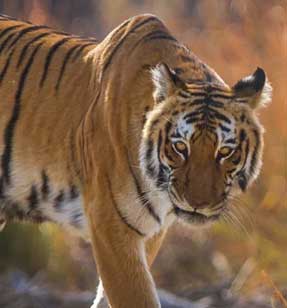 onlinetiger